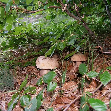 Penzion La Moara Nimfaíon