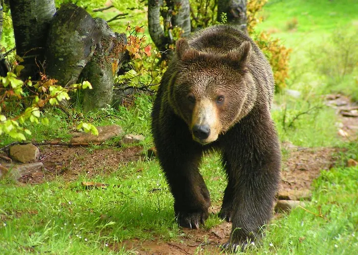 בית הארחה La Moara *