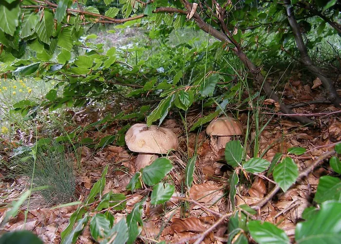 בית הארחה La Moara Nimfaíon